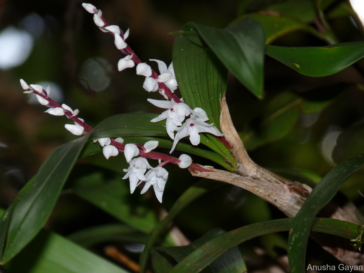Pinalia bicolor (Lindl.) Kuntze